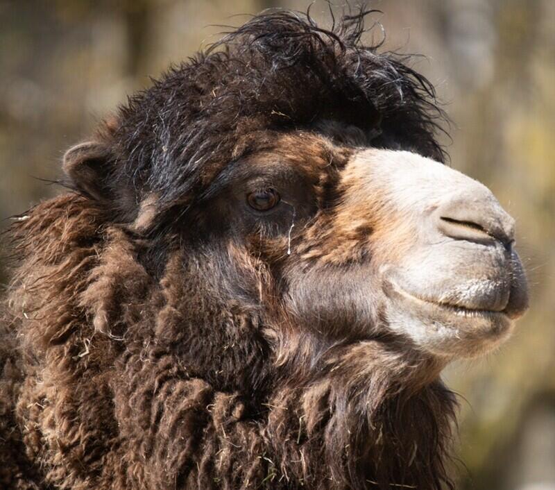 Samec po transportu do Liberce, foto ZOO Liberec